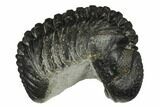 Wide, Curled Pedinopariops Trilobite #171574-5